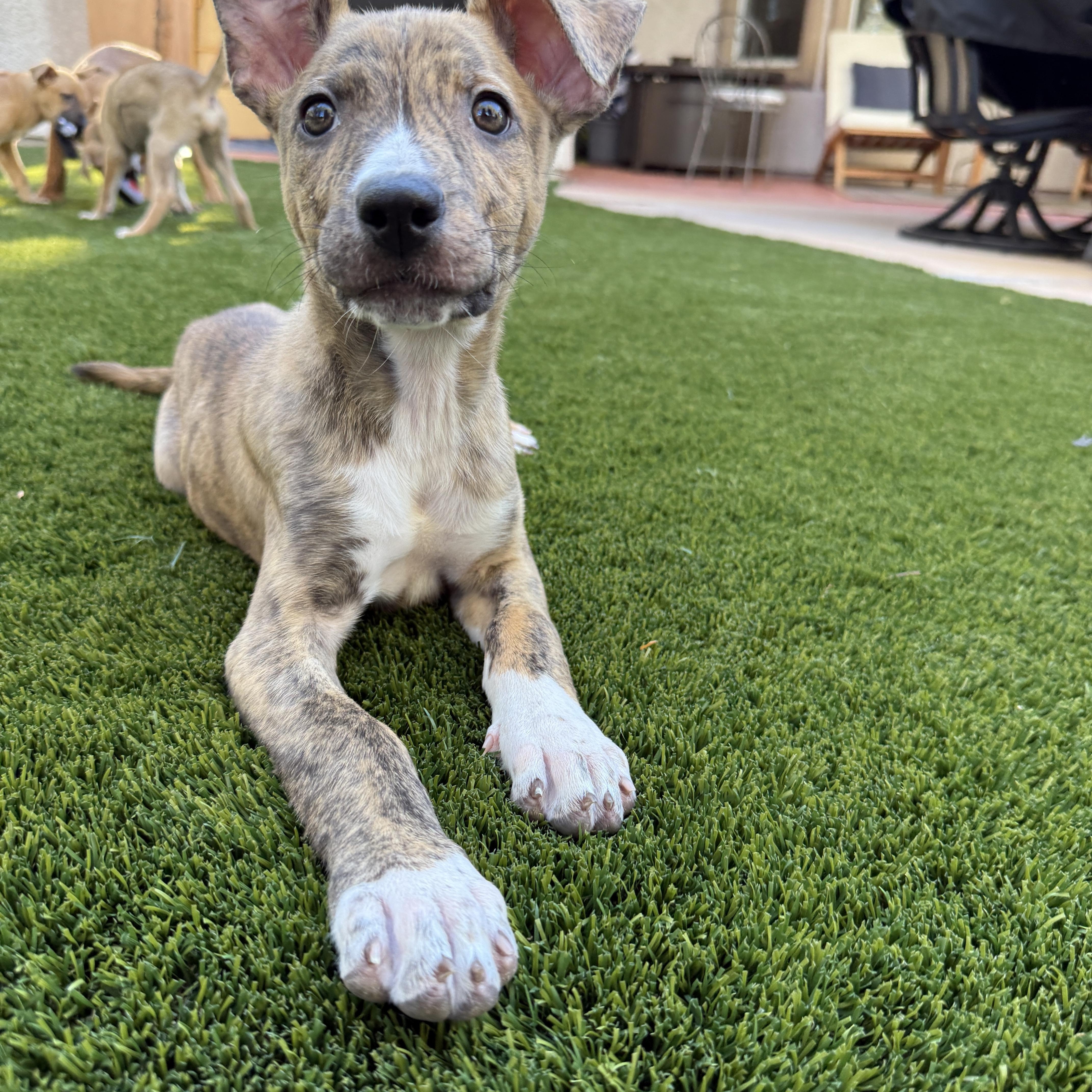 Artichoke, Adoptable, Puppy Female Mixed Breed.