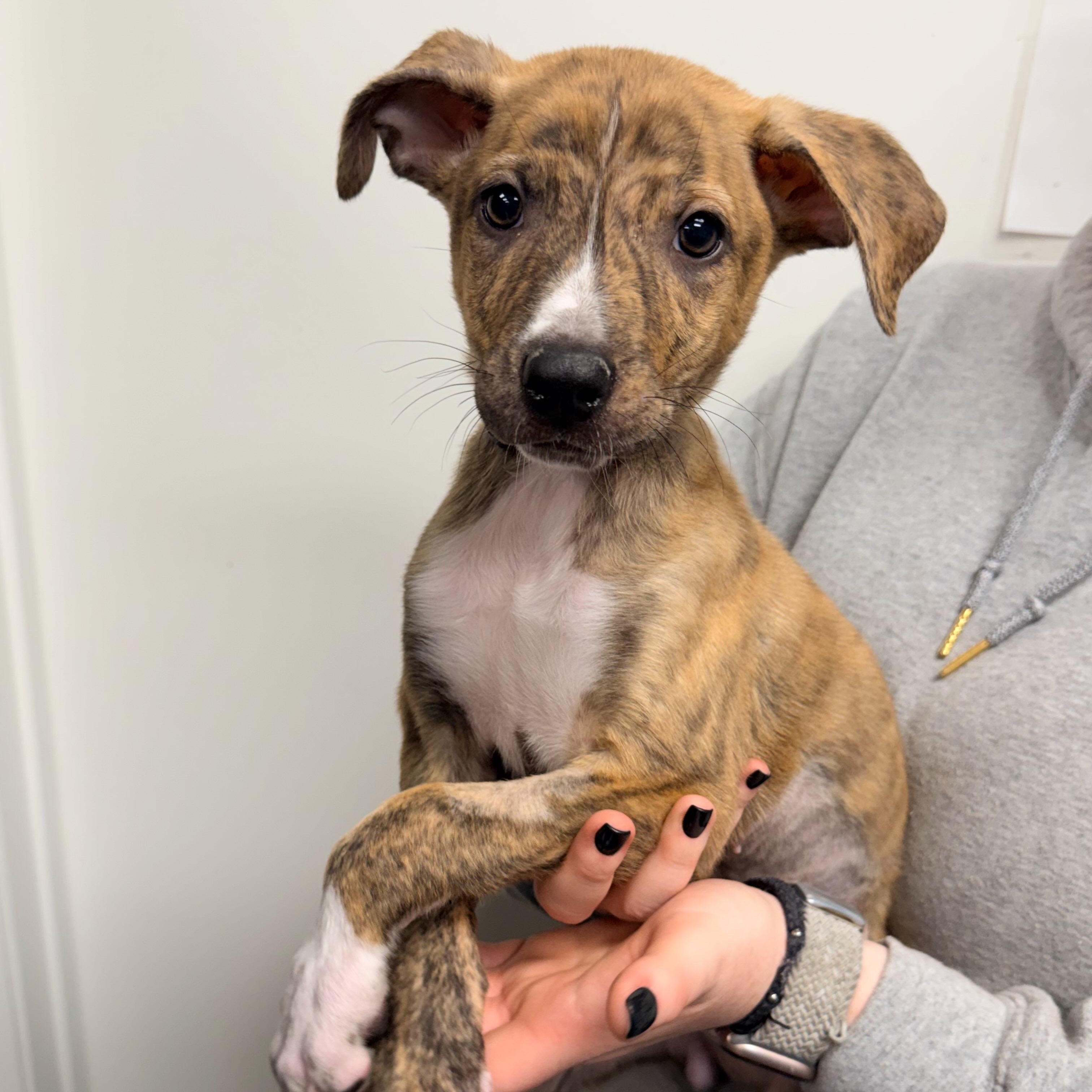 Enlarge Artichoke, a Adoptable Mixed Breed in Henderson, NV image 3/4