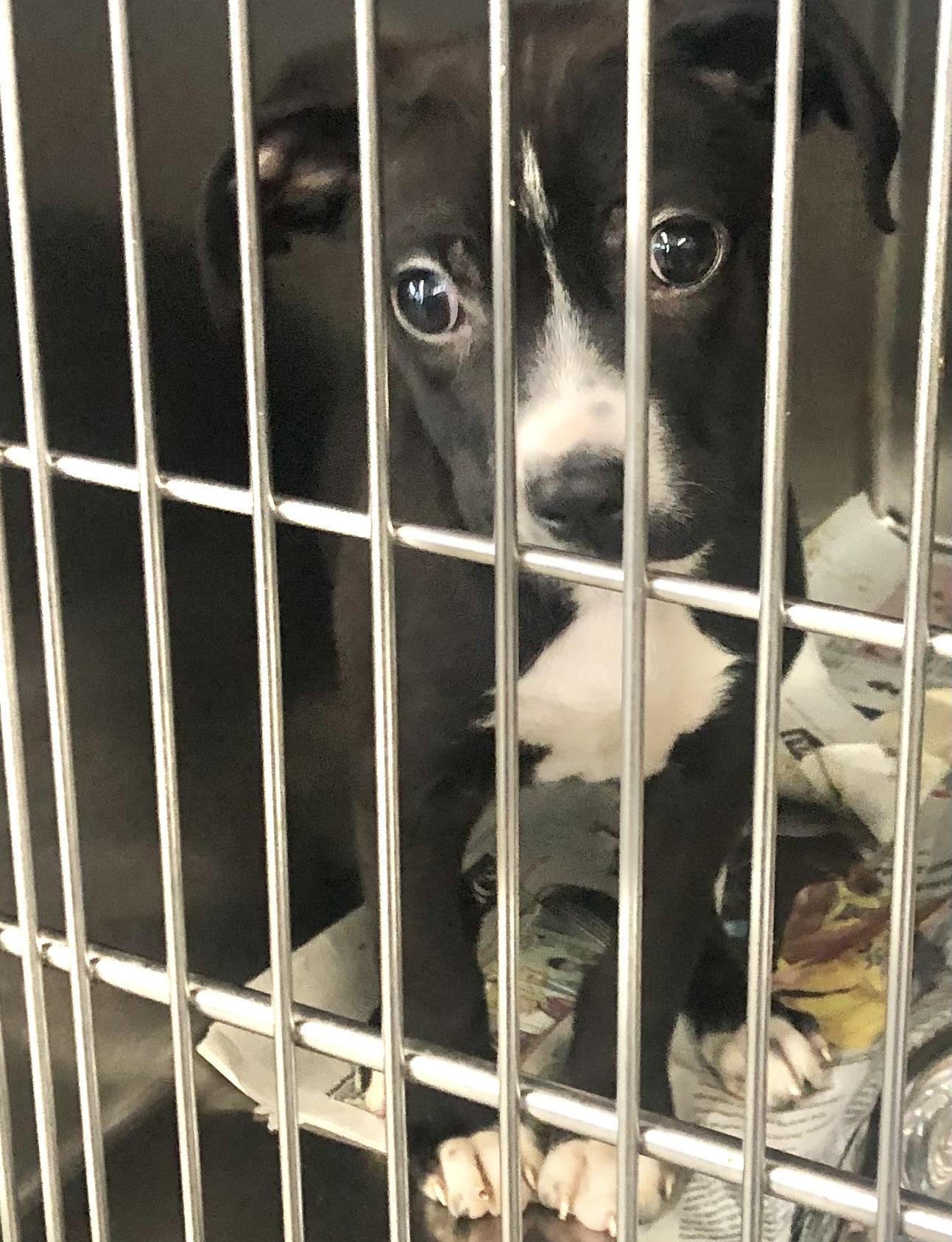 Enlarge Felix, a Adoptable mixed breed in Parma, OH image 1/1