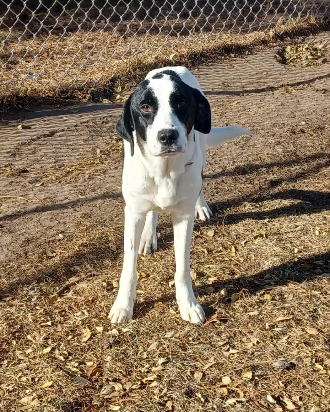 Enlarge Opie, a Adoptable mixed breed in Chippewa Falls, WI image 2/3