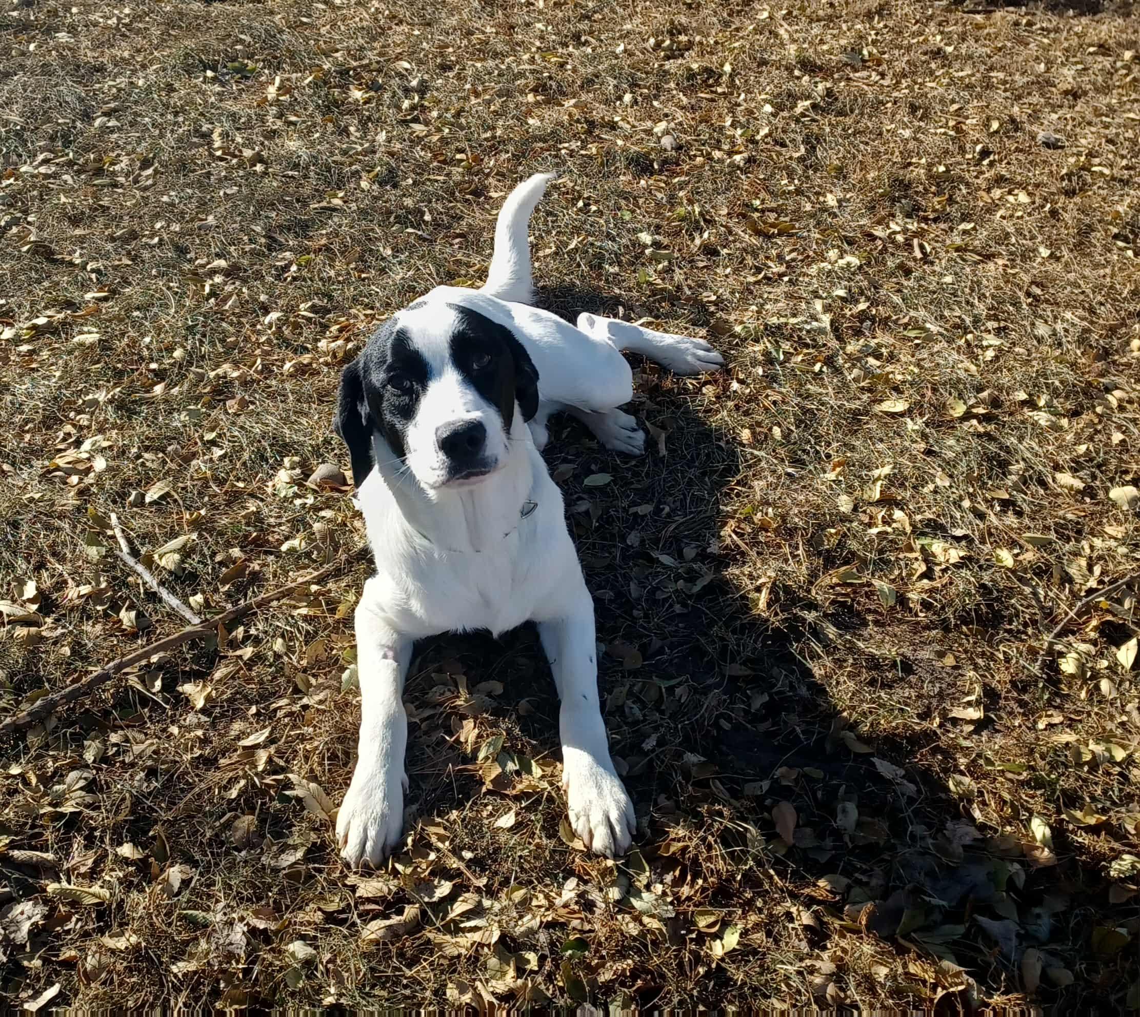 Enlarge Opie, a Adoptable mixed breed in Chippewa Falls, WI image 3/3