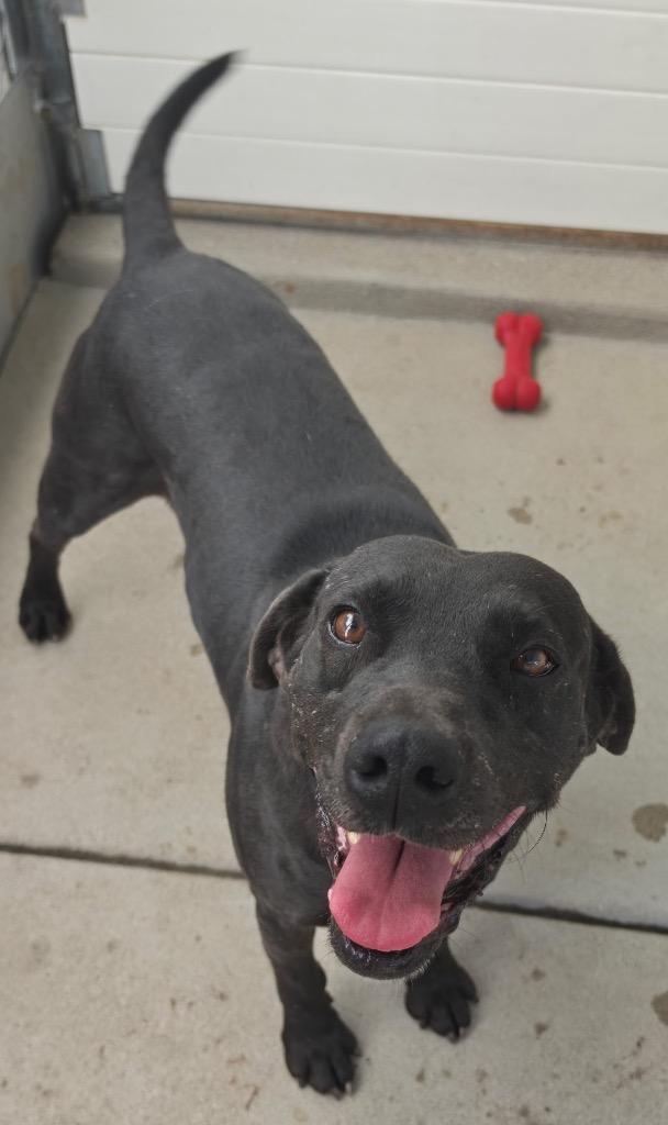 Dirk, Adoptable, Young Male Labrador Retriever & Cattle Dog.