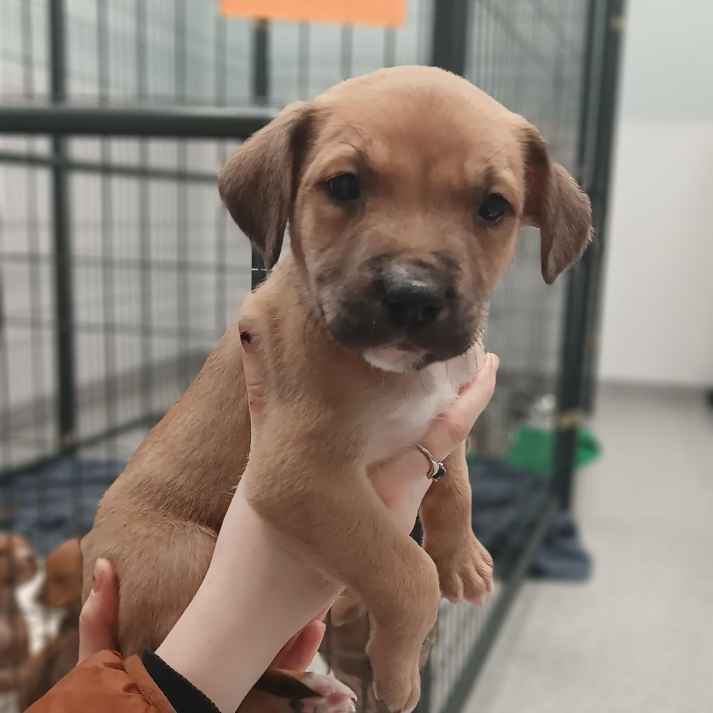 Ken, Adoptable, Young Male Terrier & Mixed Breed.