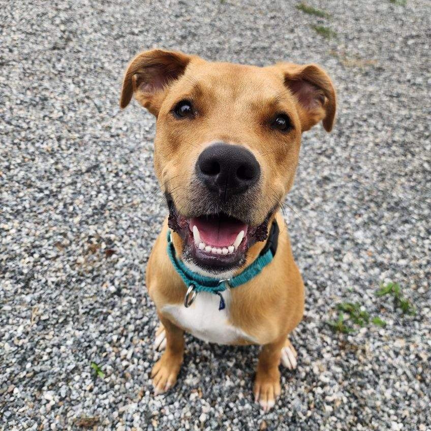Ken, a Adoptable mixed breed in Mooresville, NC image 2/5