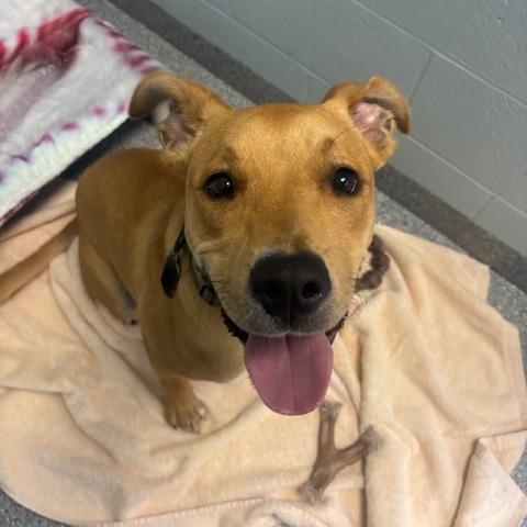 Ken, a Adoptable mixed breed in Mooresville, NC image 3/5