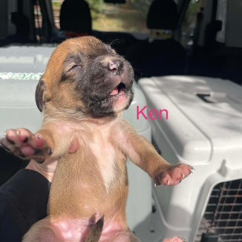 Ken, a Adoptable mixed breed in Mooresville, NC image 4/5