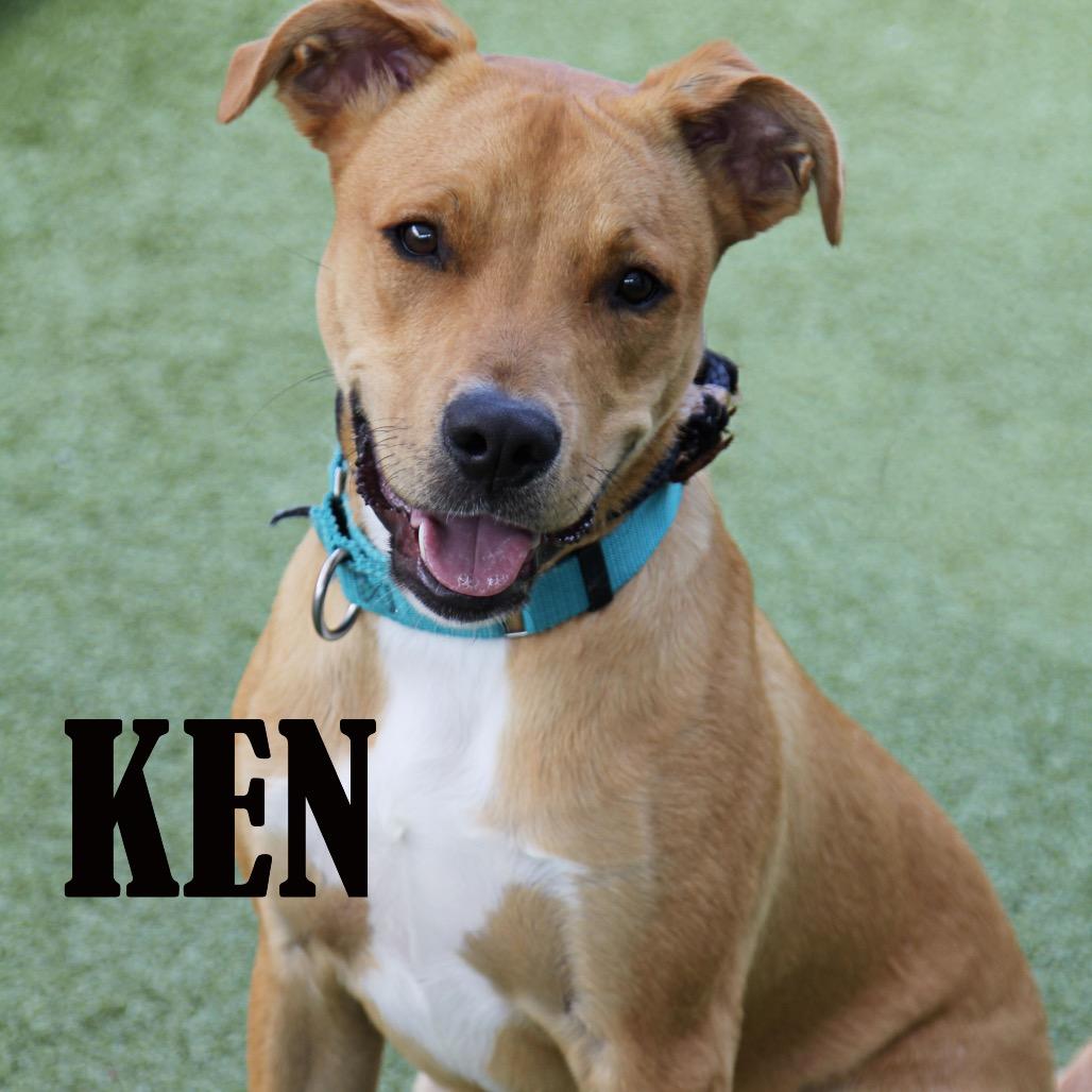 Ken, a Adoptable mixed breed in Mooresville, NC image 5/5