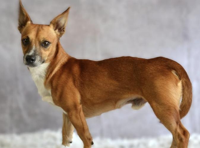 Enlarge Edison 0992, a Adoptable mixed breed in Boca Raton, FL image 1/2