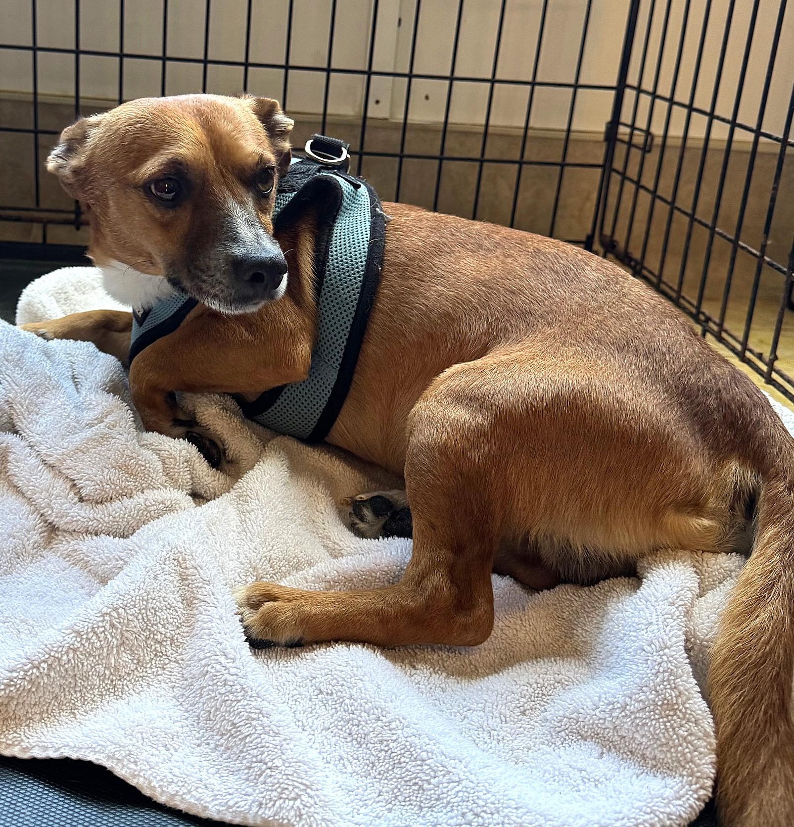 Enlarge Edison 0992, a Adoptable mixed breed in Boca Raton, FL image 2/2