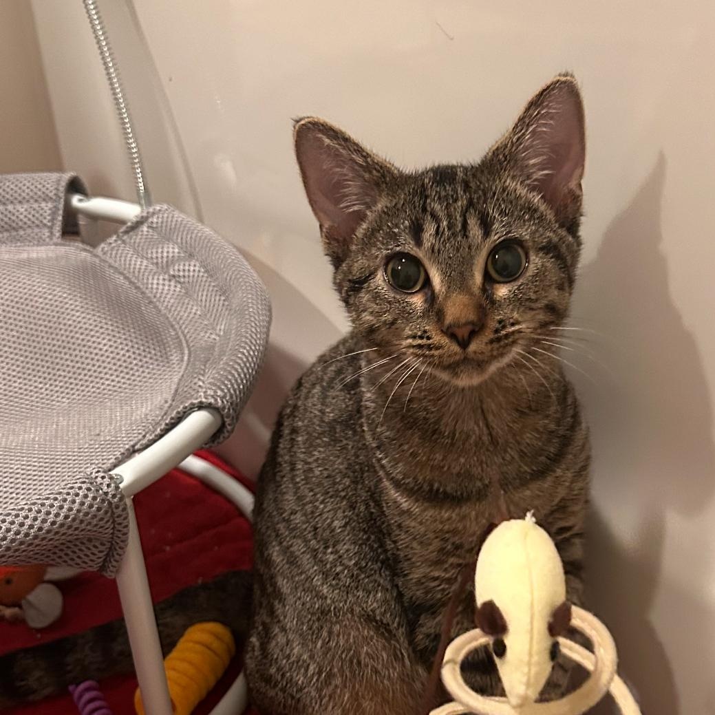 Alex, Adopted, Kitten Male Tabby.
