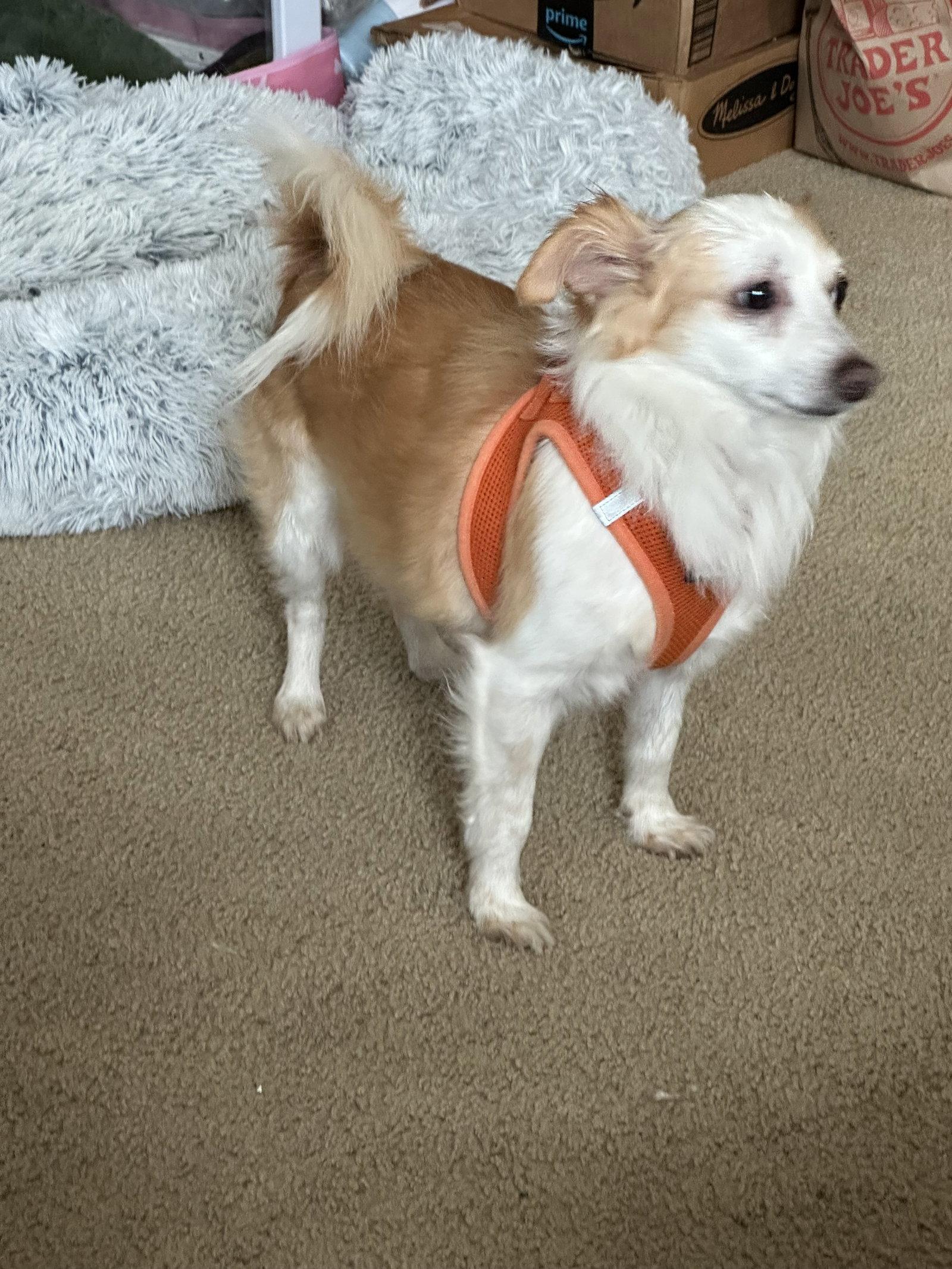 Augi, Adopted, Adult Male Spaniel.