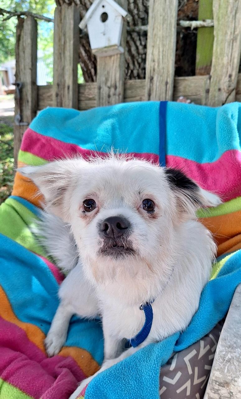 Enlarge Cayleb MD14341-T, a Adoptable mixed breed in Hagerstown, MD image 3/5