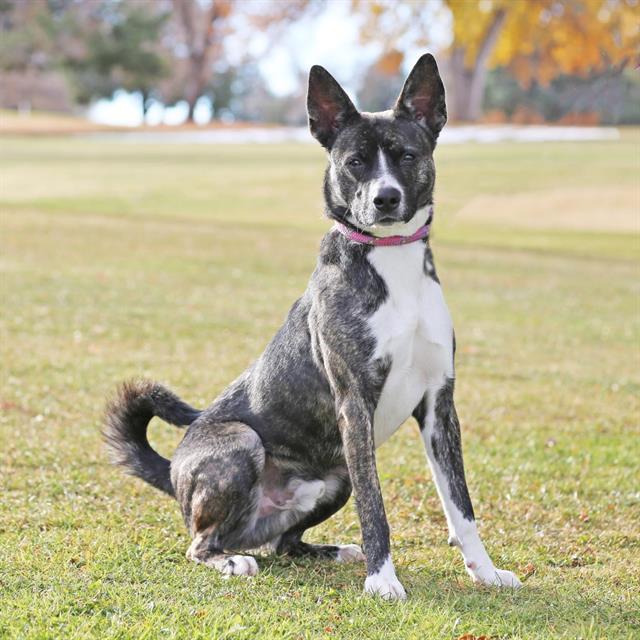 ANDI, Adoptable, Young Male Australian Cattle Dog / Blue Heeler & Mixed Breed.