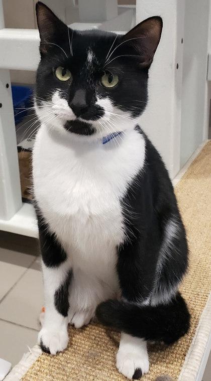 Enlarge Guinevere 88, a Adoptable mixed breed in Cleveland, OH image 1/1