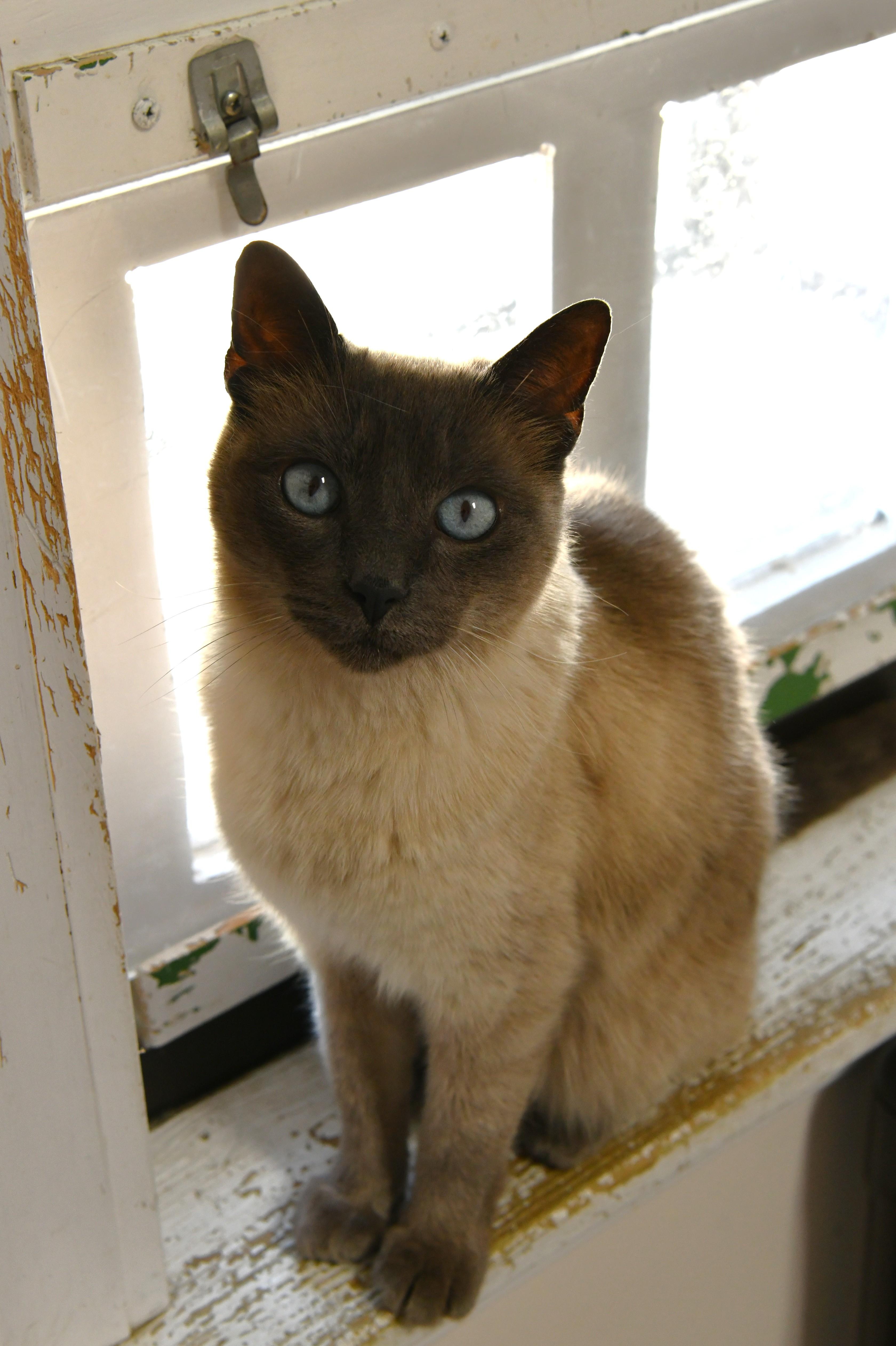 Enlarge Shadow, a ADOPTABLE mixed breed in Fairhope, AL image 2/2