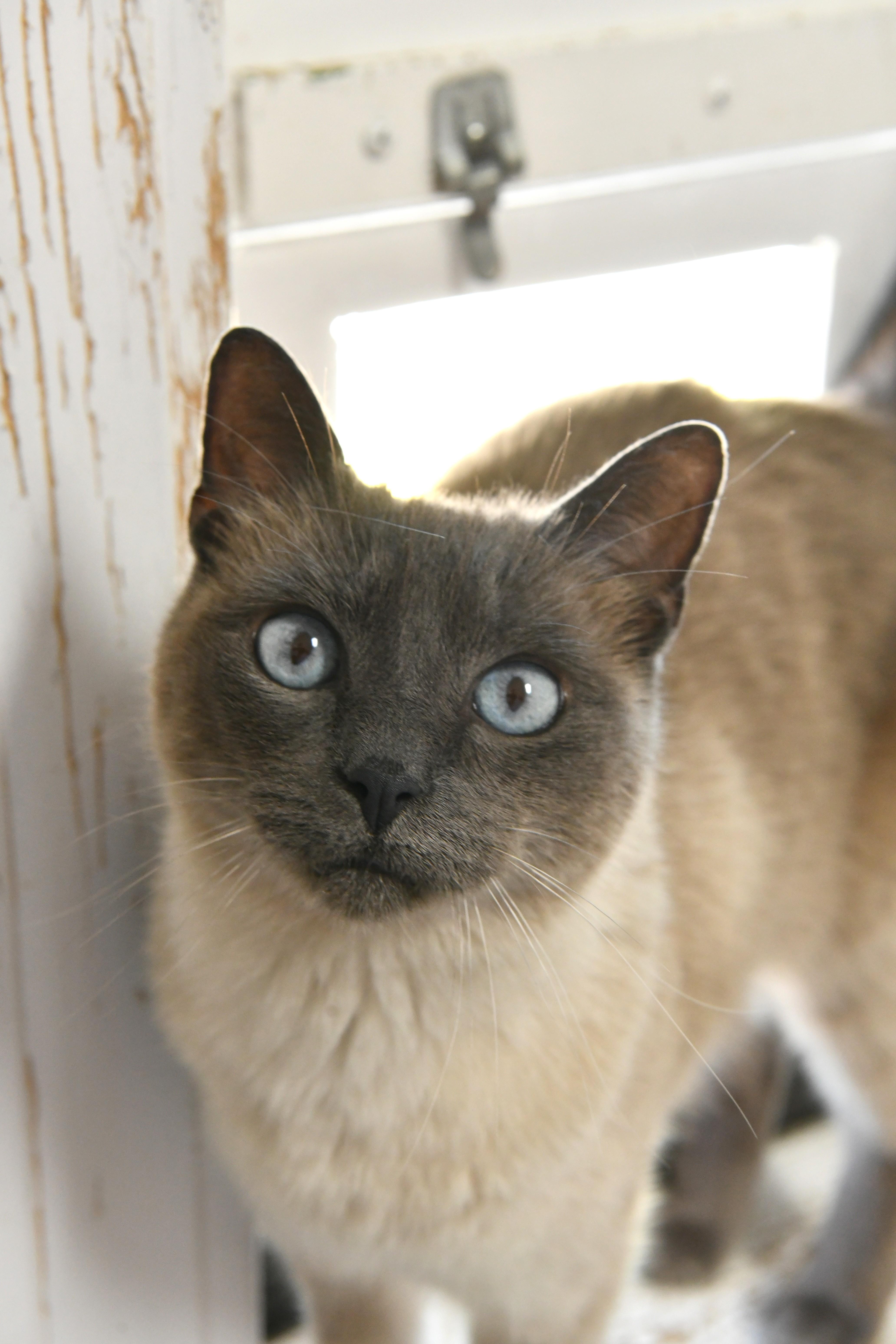 Shadow, ADOPTABLE, Adult Female Applehead Siamese & Siamese.