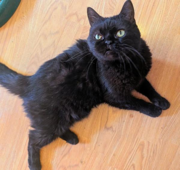 KOBE, an adopted Selkirk Rex in Kenosha, WI image 1/2