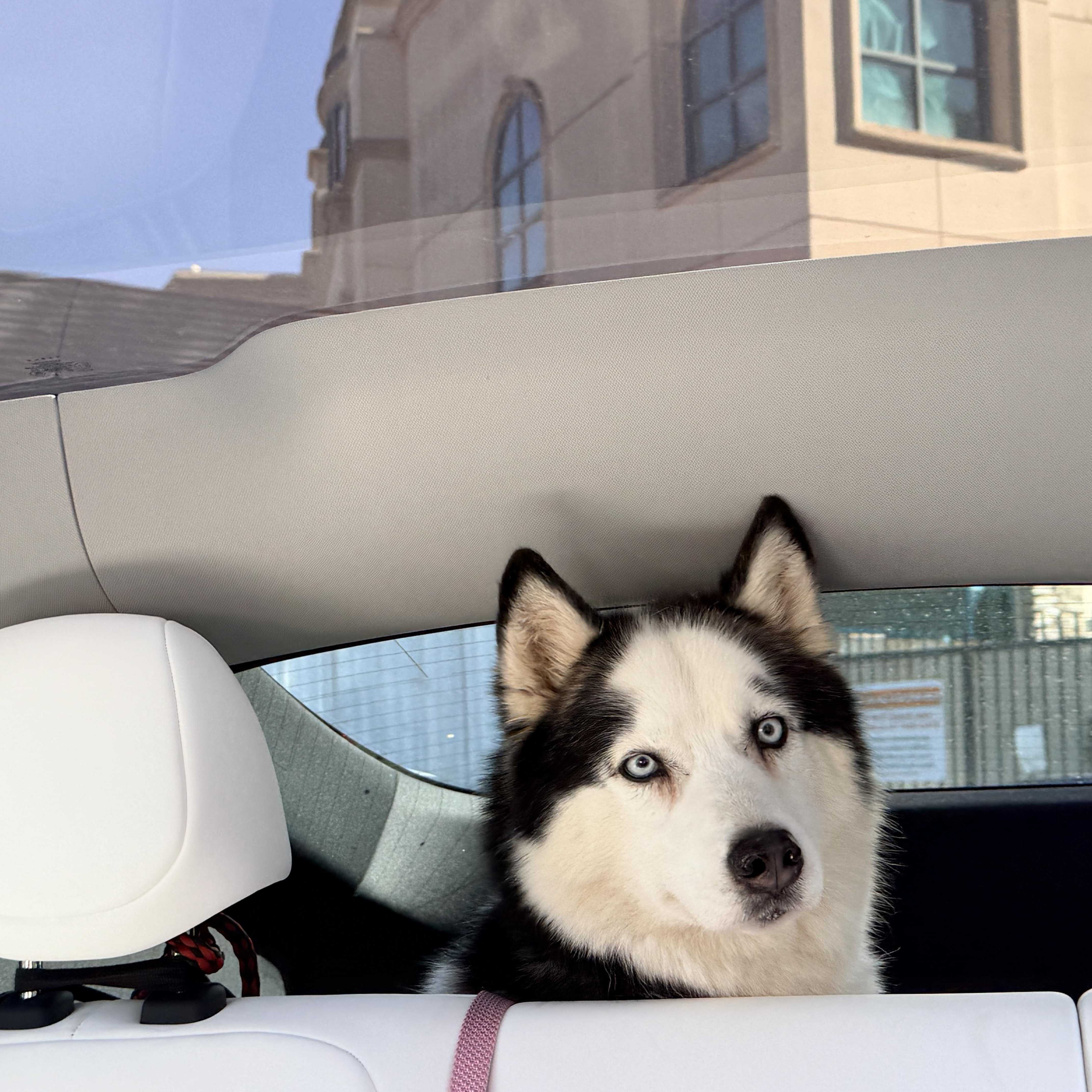 Crystal , Adoptable, Young Female Husky.