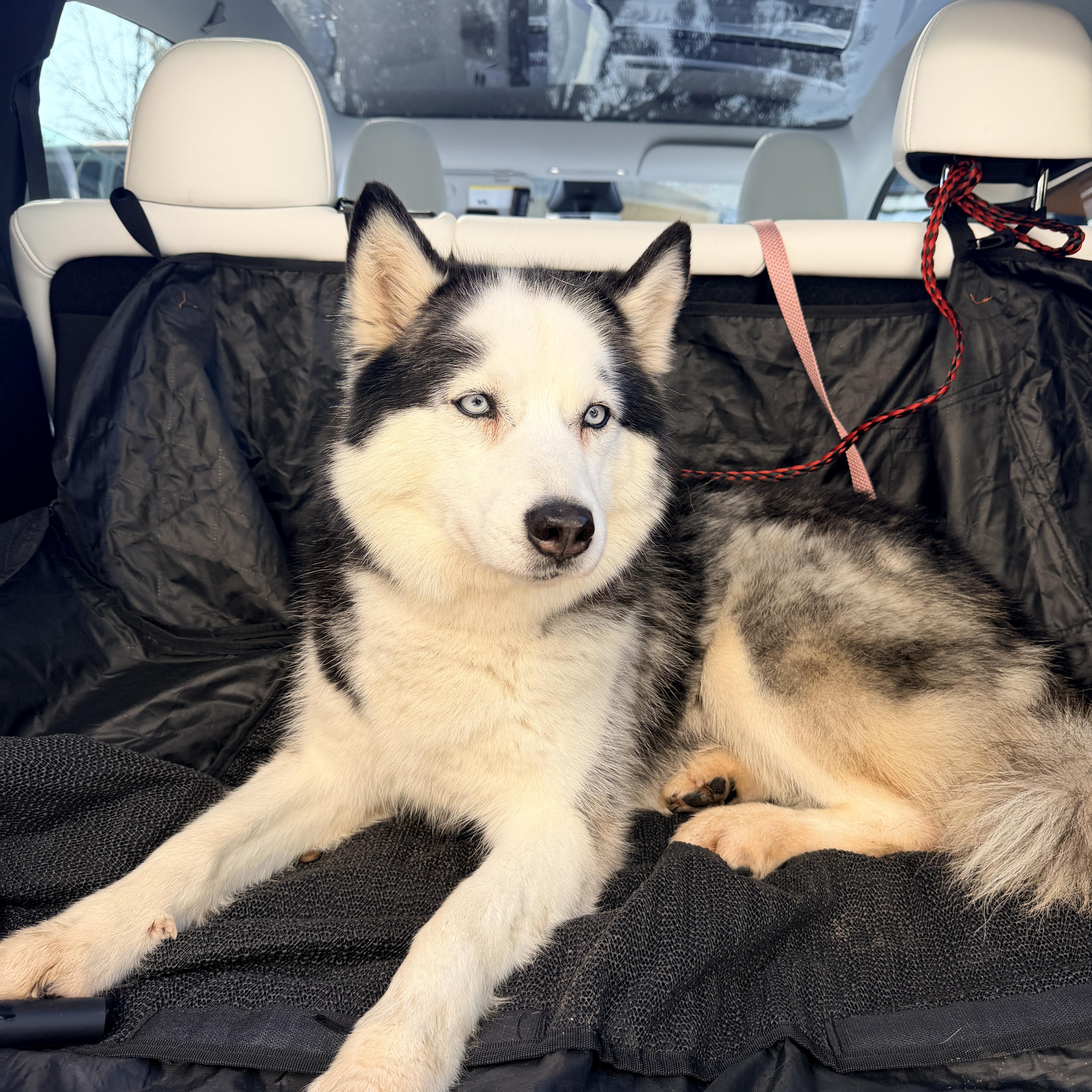 Enlarge Crystal , a ADOPTABLE Husky in Renton, WA image 5/6