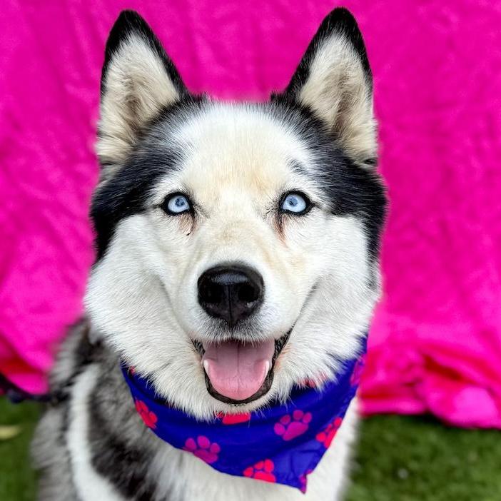 Enlarge Crystal , a ADOPTABLE Husky in Renton, WA image 1/6