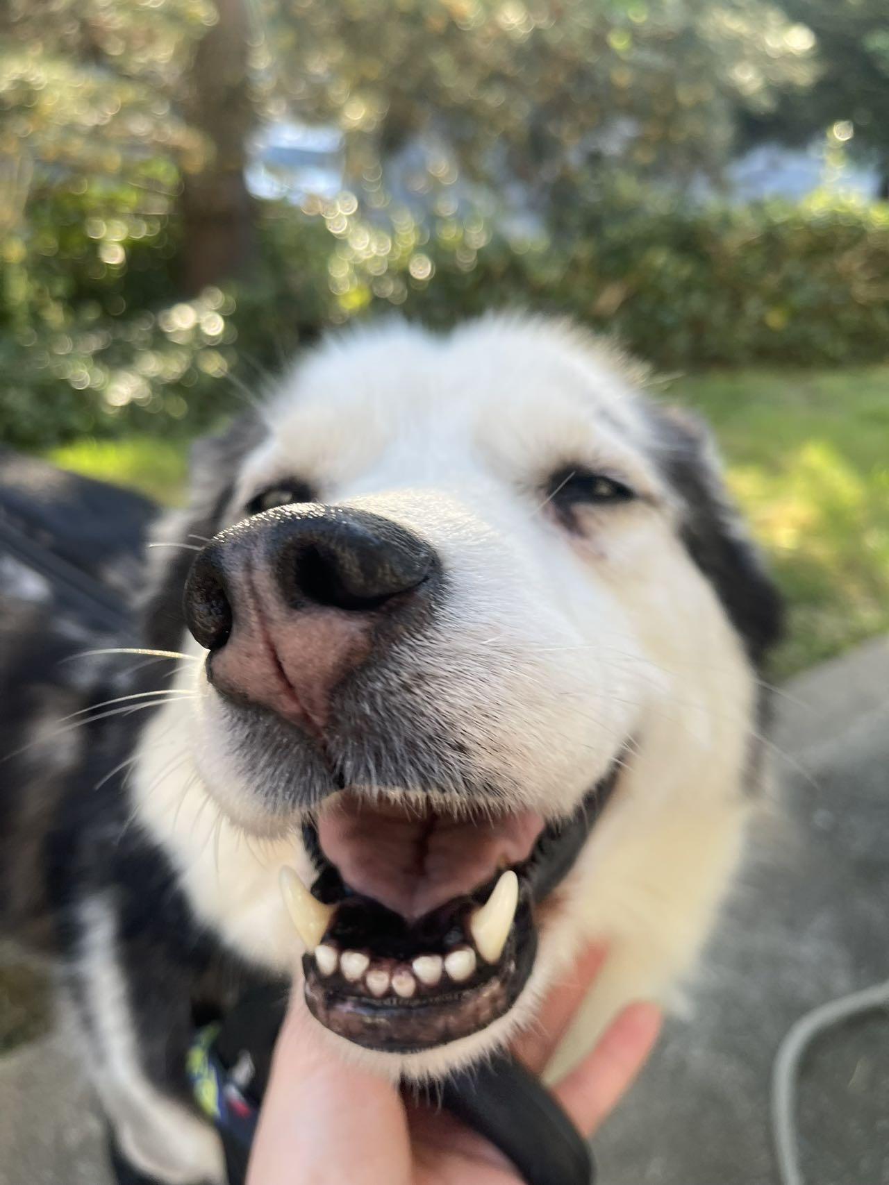 Crystal , a ADOPTABLE Husky in Renton, WA image 5/6