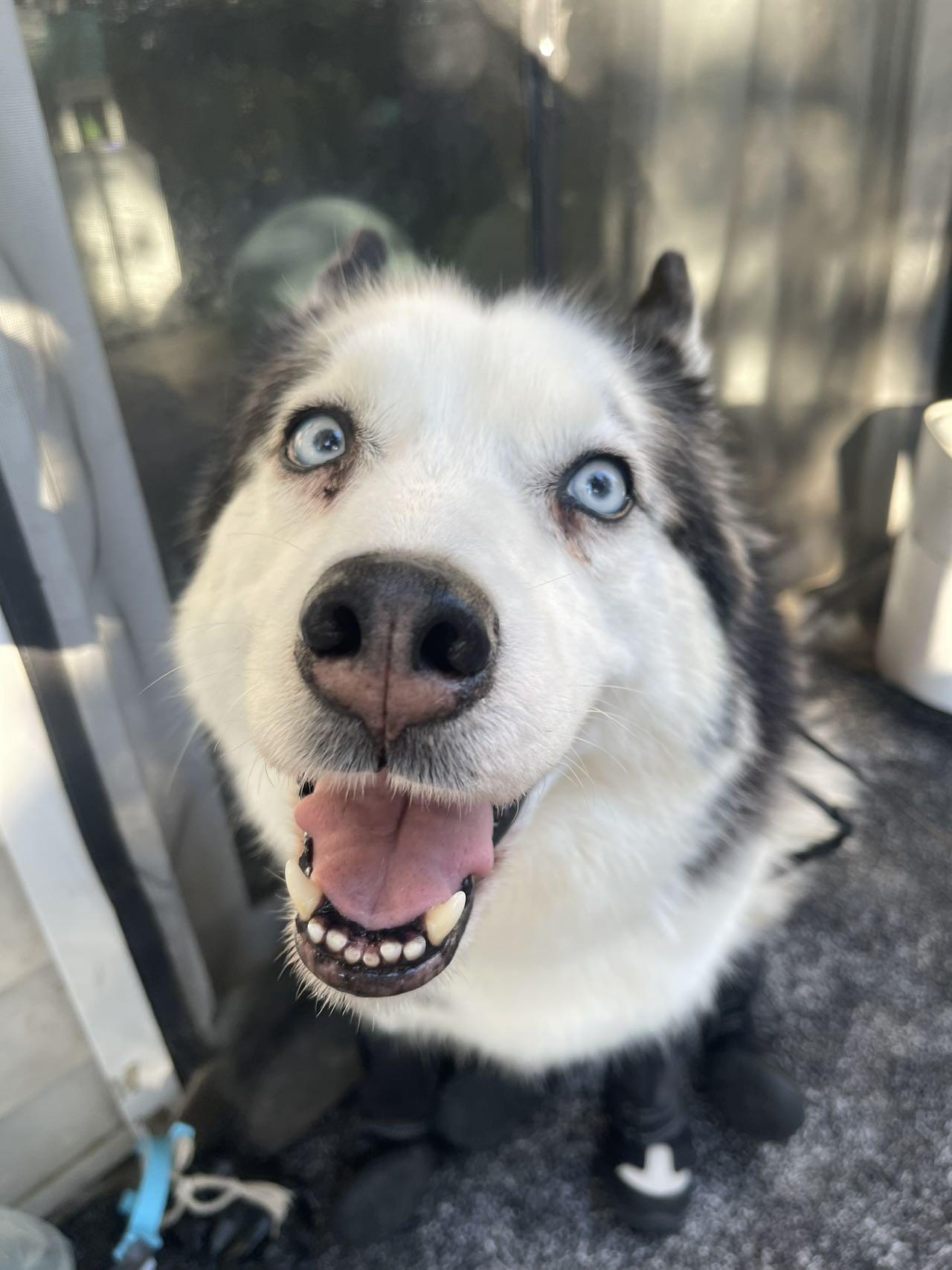 Crystal , a ADOPTABLE Husky in Renton, WA image 6/6