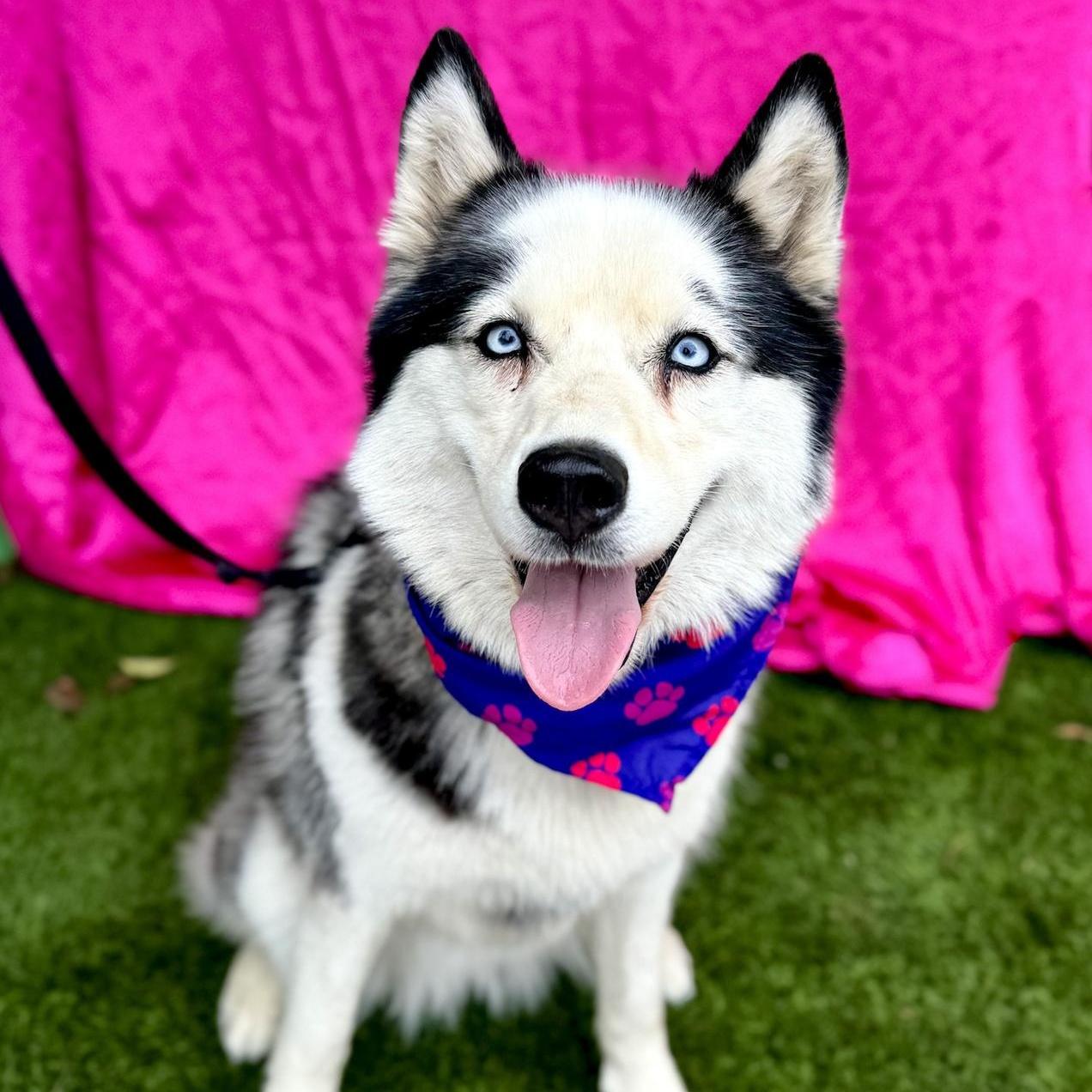 Crystal , ADOPTABLE, Young Female Husky.