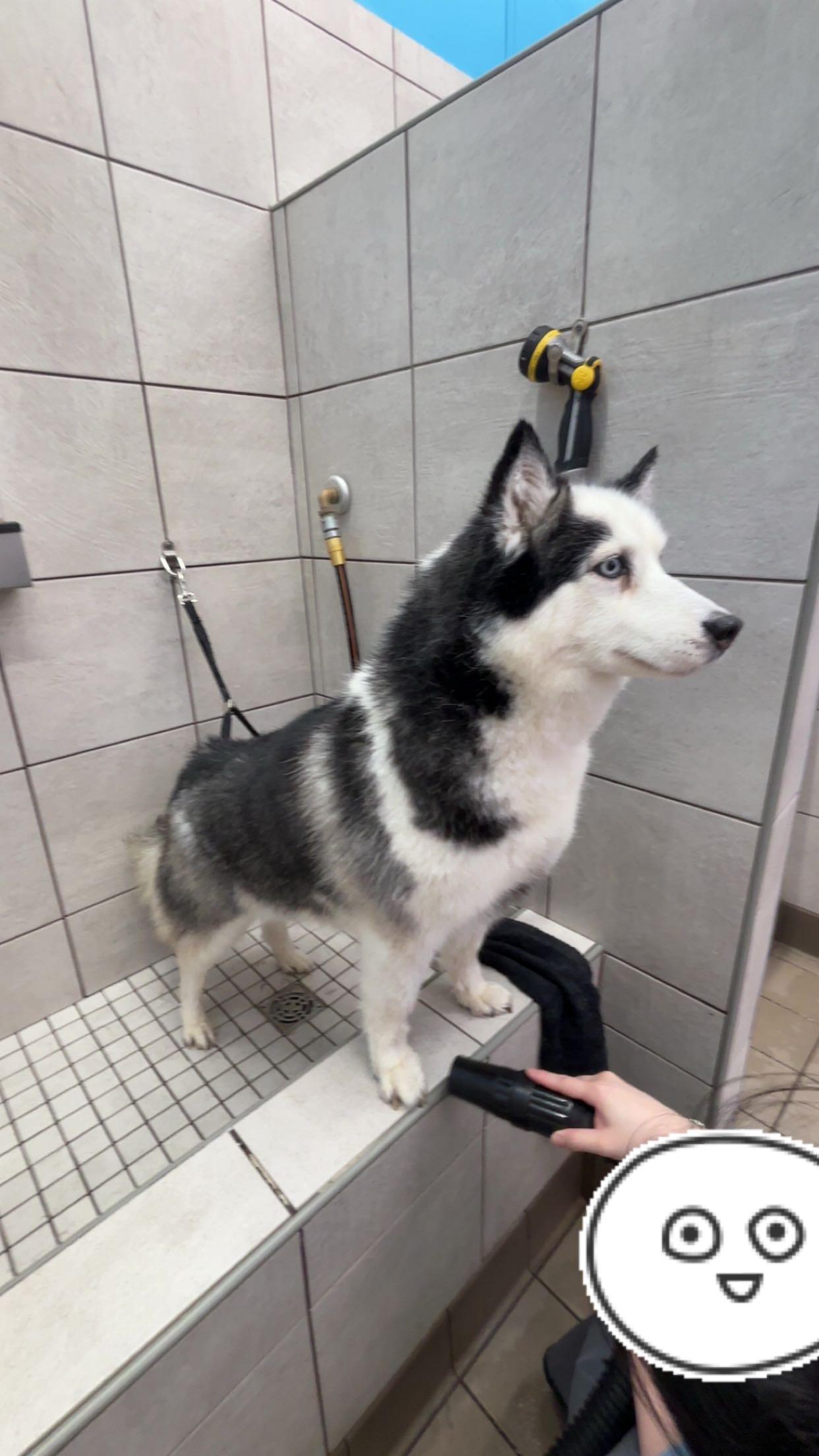 Enlarge Crystal , a Adoptable Husky in Renton, WA image 6/6