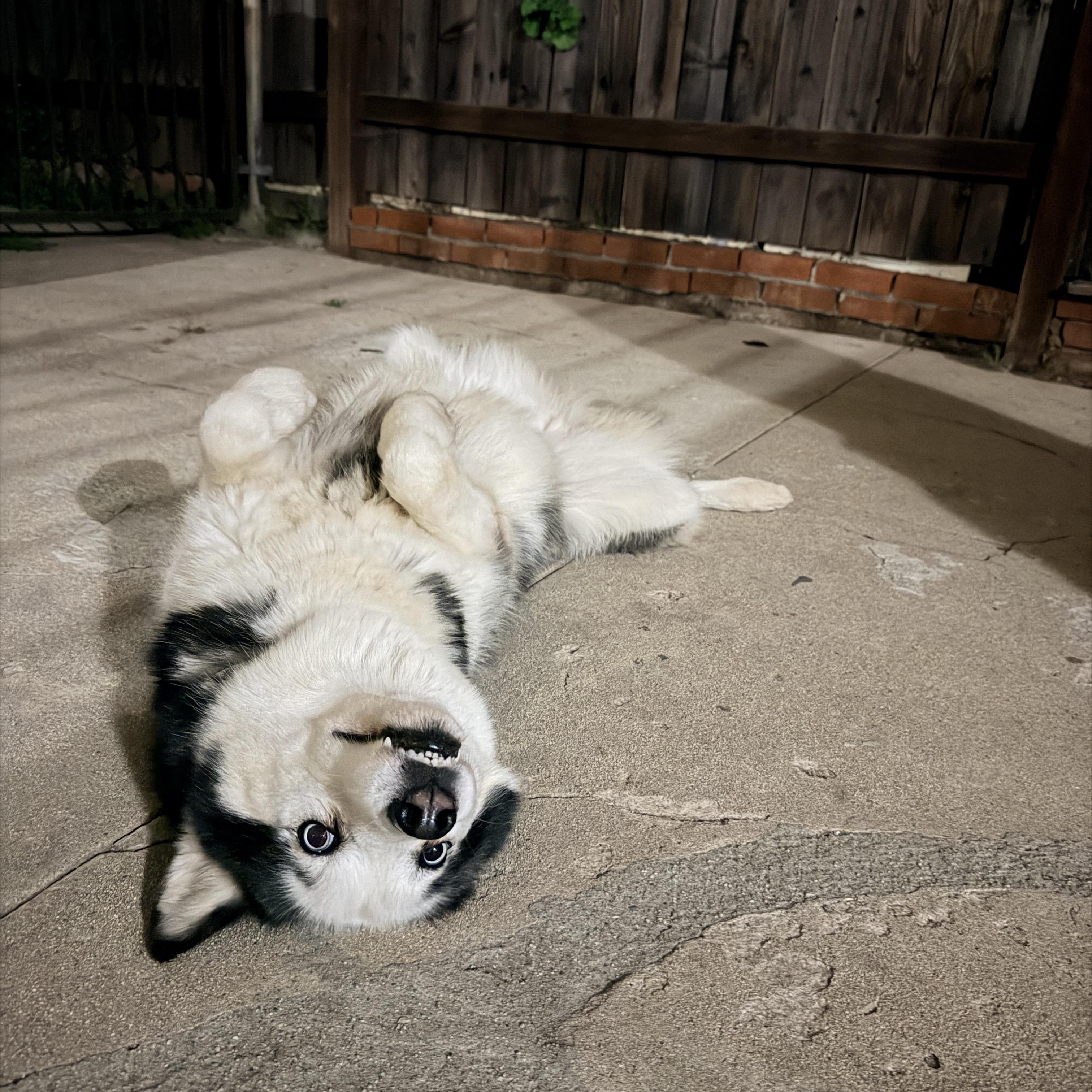 Enlarge Crystal , a ADOPTABLE Husky in Renton, WA image 6/6