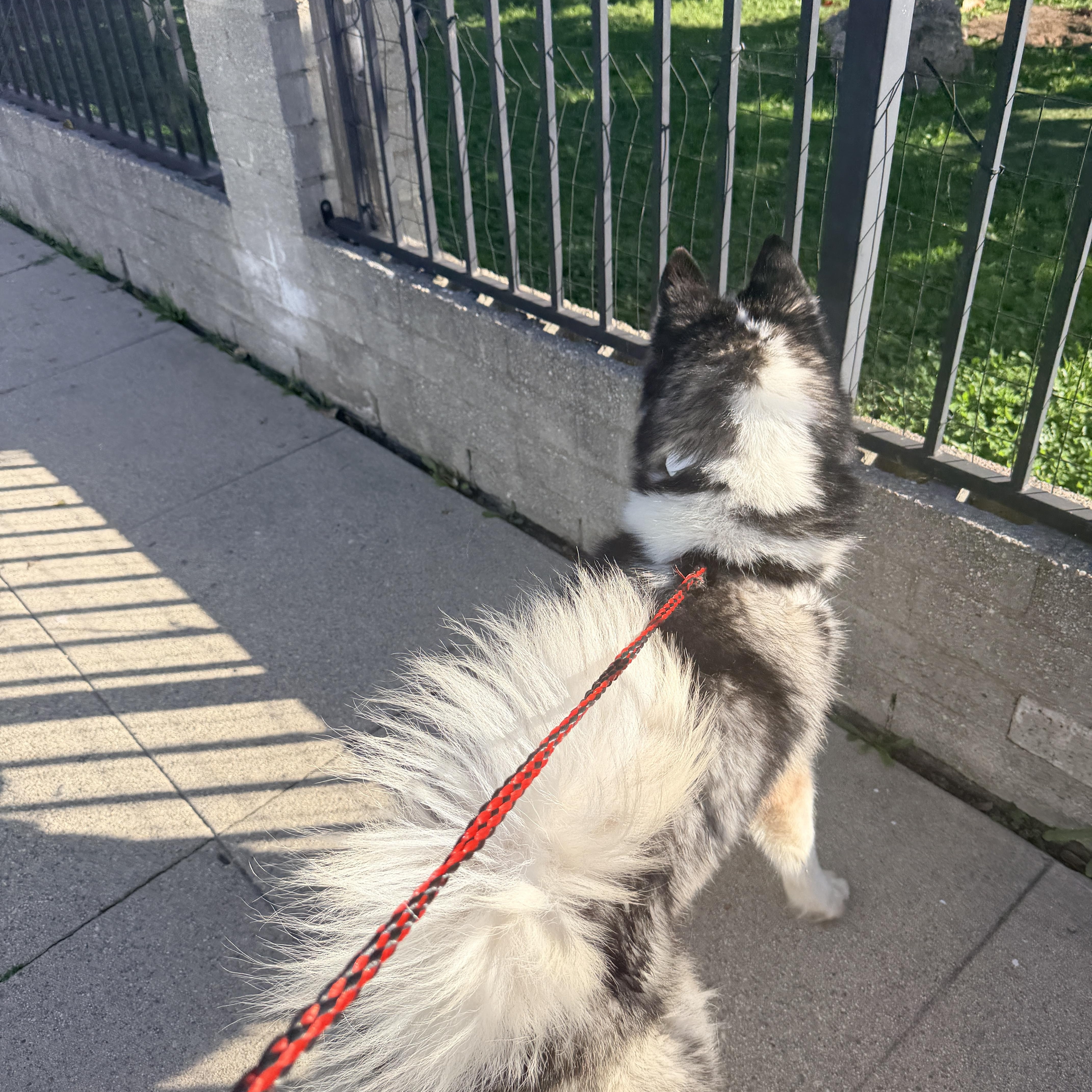 Enlarge Crystal , a ADOPTABLE Husky in Renton, WA image 4/6