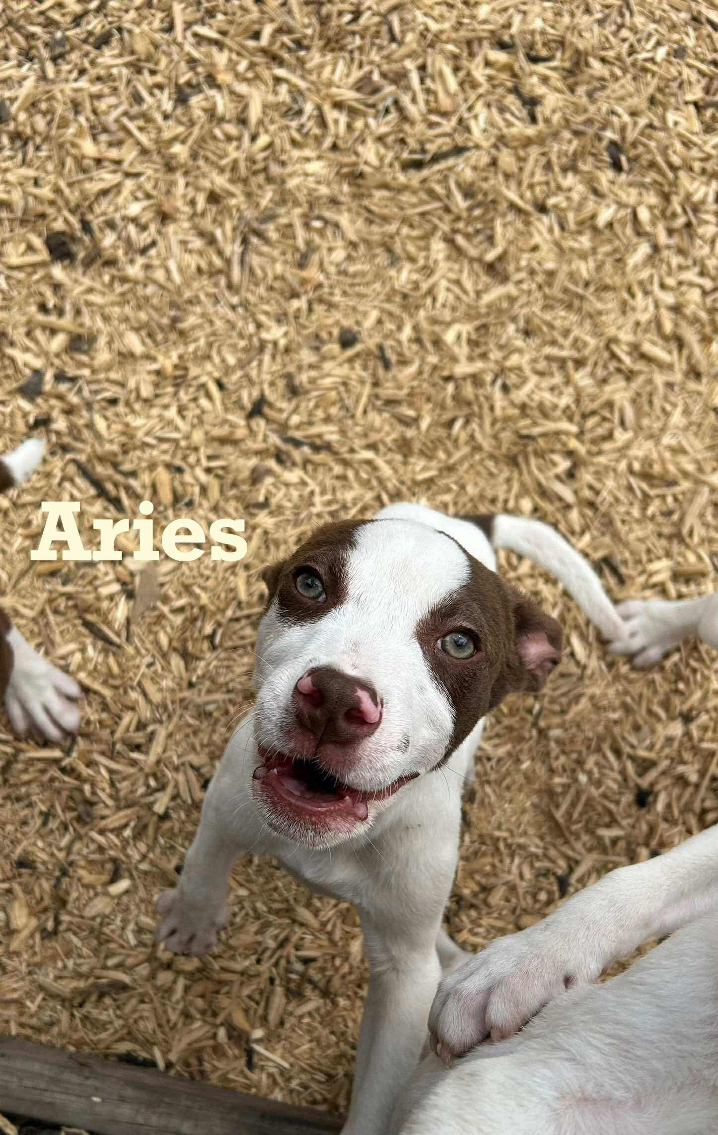 Aries
