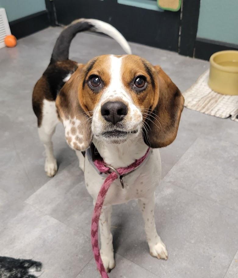 Enlarge Freydis, an adopted Beagle in Lisbon, OH image 2/2