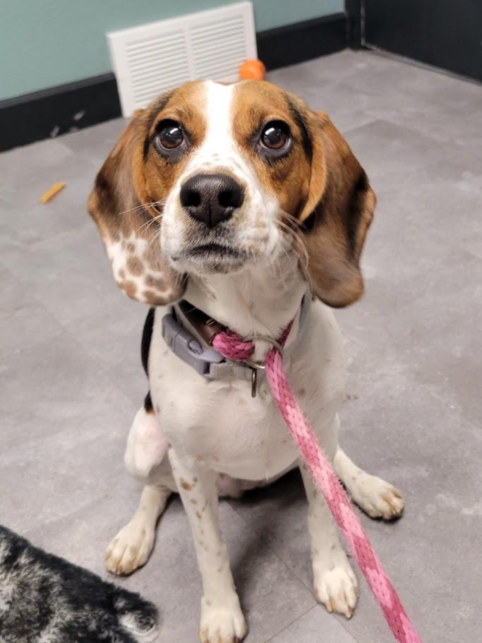Enlarge Freydis, an adopted Beagle in Lisbon, OH image 1/2