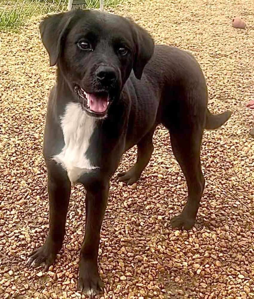 Enlarge Donatello (Donny), a Adoptable mixed breed in Anniston, AL image 2/6