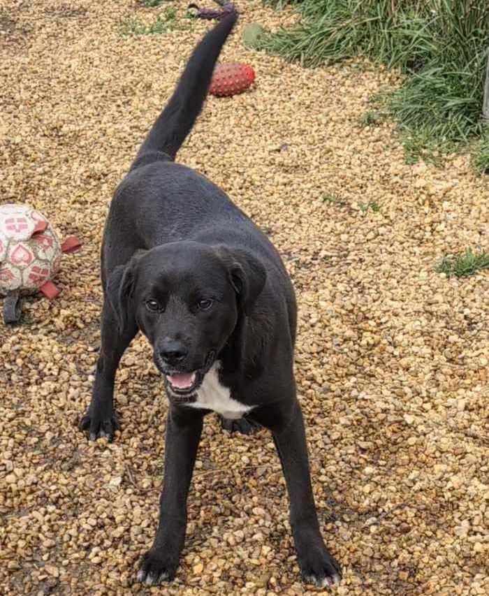 Enlarge Donatello (Donny), a Adoptable mixed breed in Anniston, AL image 4/6