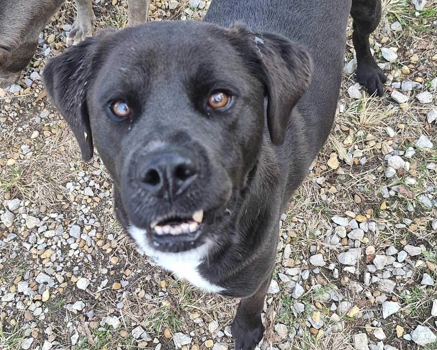 Donatello (Donny), Adoptable, Young Male Feist & Labrador Retriever.