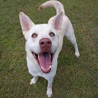 Butterball Boyd, Adoptable, Adult Male Akita & Husky.