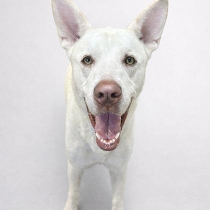 Butterball Boyd, a Adoptable mixed breed in Tyler, TX image 2/5