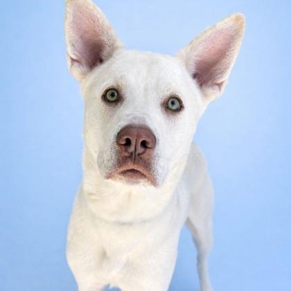 Butterball Boyd, a Adoptable mixed breed in Tyler, TX image 3/5