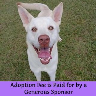 Butterball Boyd, a Adoptable mixed breed in Tyler, TX image 4/5