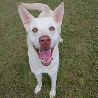 Butterball Boyd, a Adoptable mixed breed in Tyler, TX image 5/5