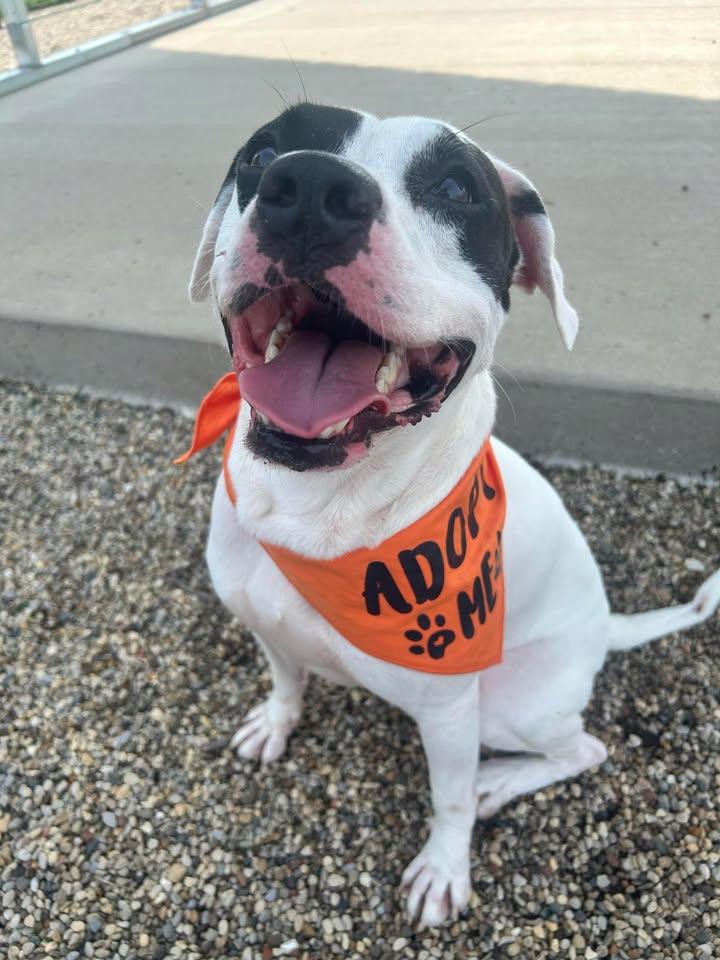 Enlarge Gimli, a Adoptable Mixed Breed in Mount Sterling, IL image 4/4