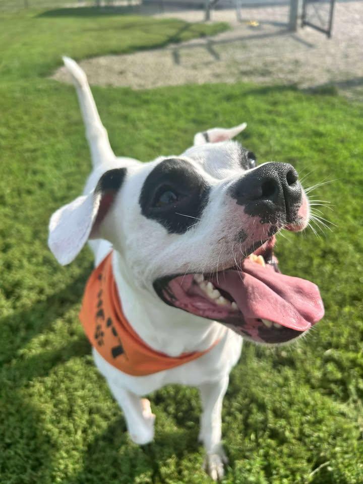 Enlarge Gimli, a Adoptable Mixed Breed in Mount Sterling, IL image 3/4