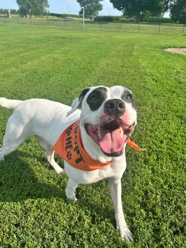 Gimli, Adoptable, Young Male Mixed Breed.