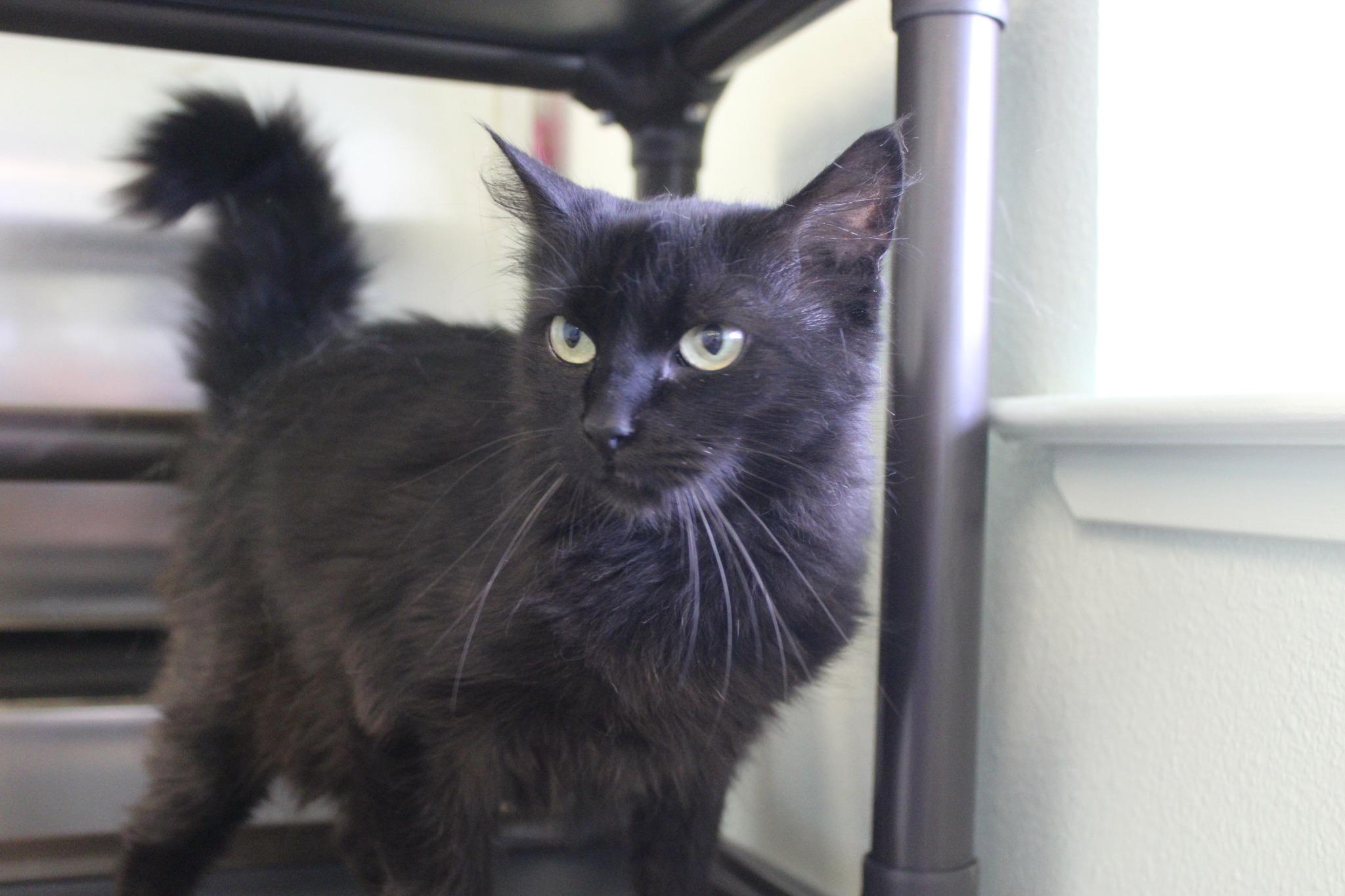 Enlarge Moe, a ADOPTABLE Domestic Medium Hair in Shasta Lake, CA image 1/4