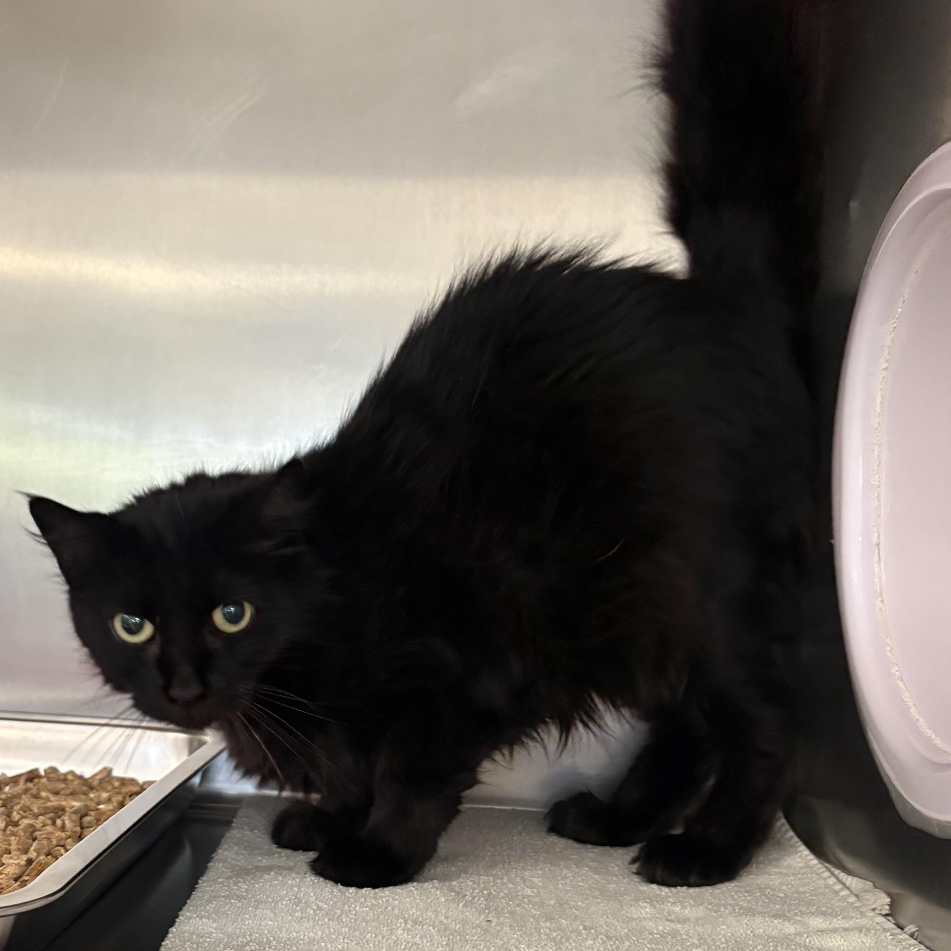 Enlarge Moe, a ADOPTABLE Domestic Medium Hair in Shasta Lake, CA image 3/4