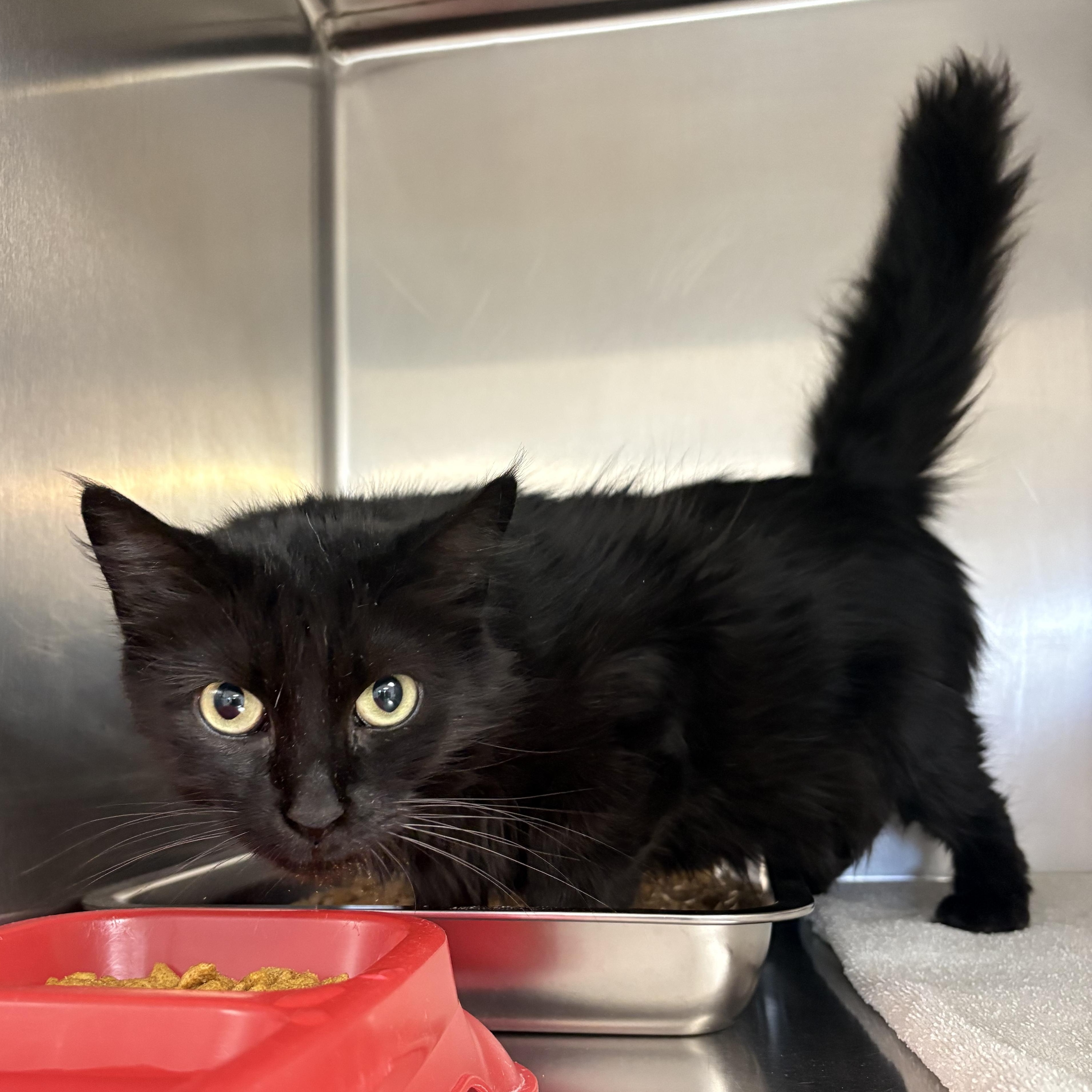 Enlarge Moe, a ADOPTABLE Domestic Medium Hair in Shasta Lake, CA image 2/4