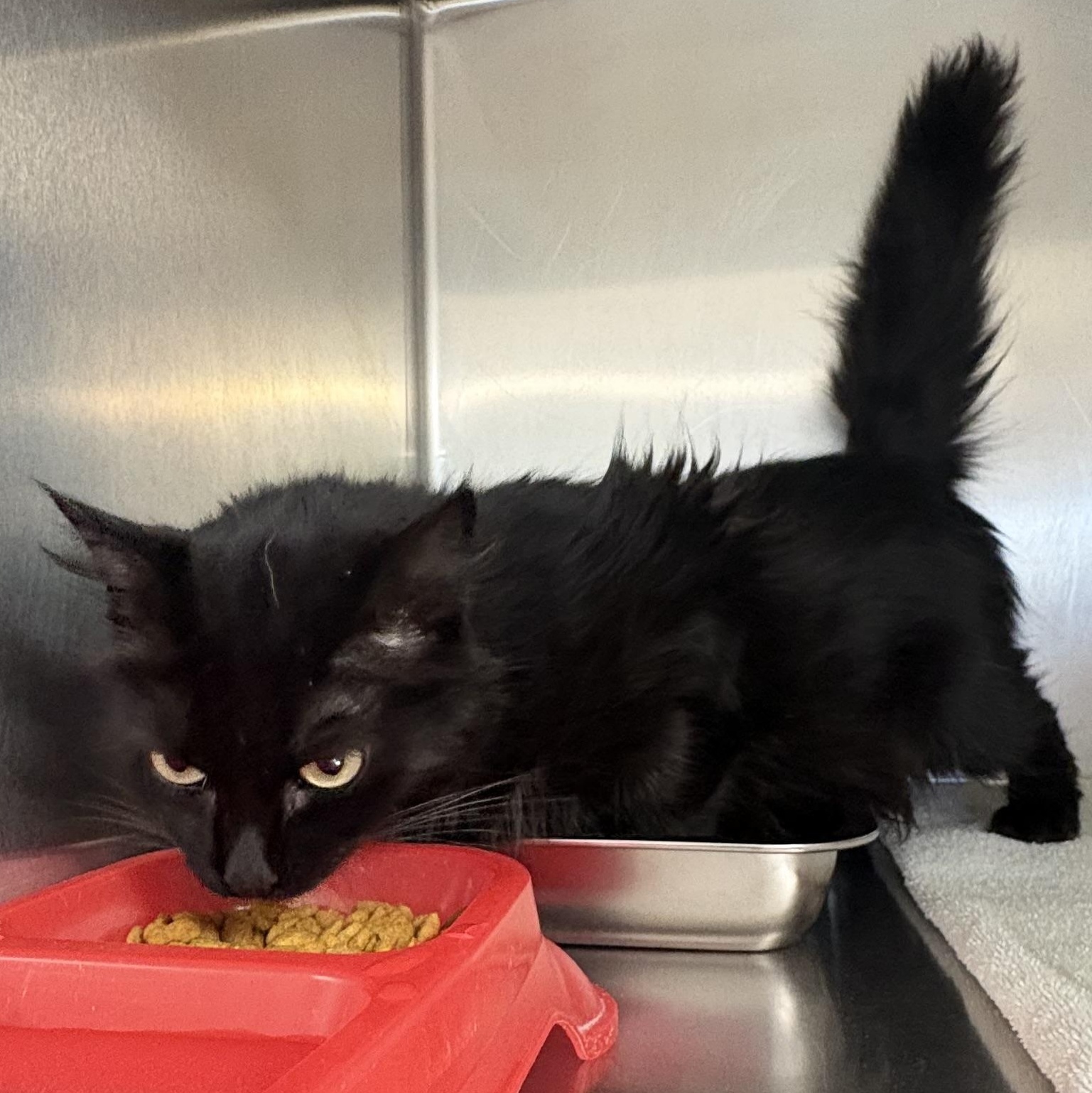 Enlarge Moe, a ADOPTABLE Domestic Medium Hair in Shasta Lake, CA image 4/4