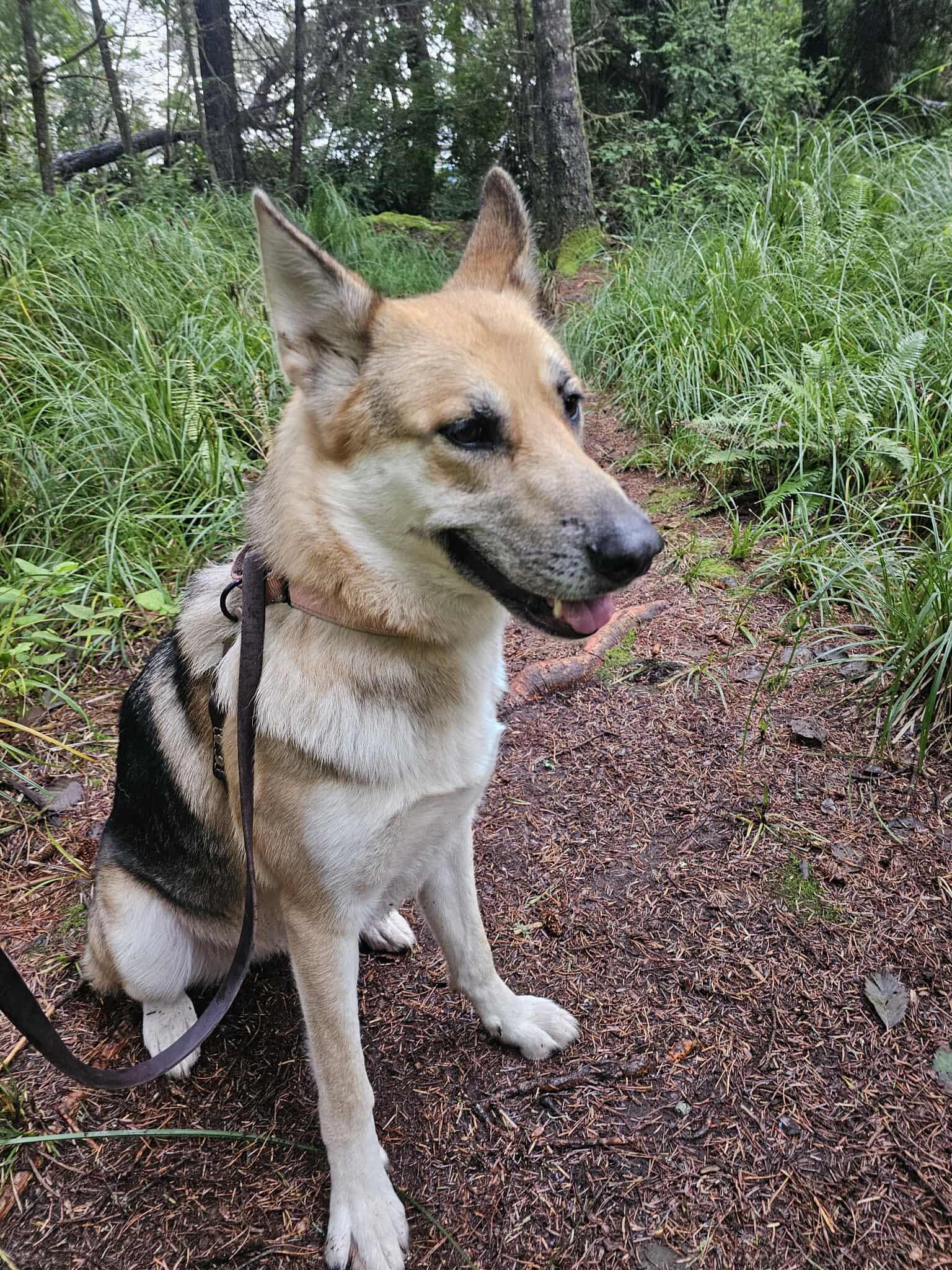 Bonnie, Adoptable, Adult Female German Shepherd Dog.