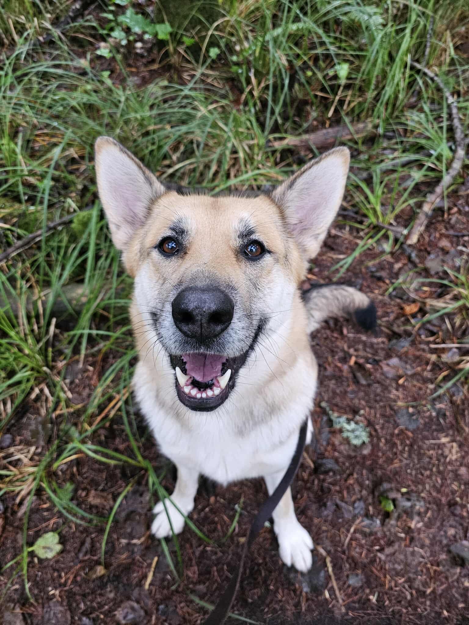 Enlarge Bonnie, a Adoptable mixed breed in Crescent city, CA image 5/6